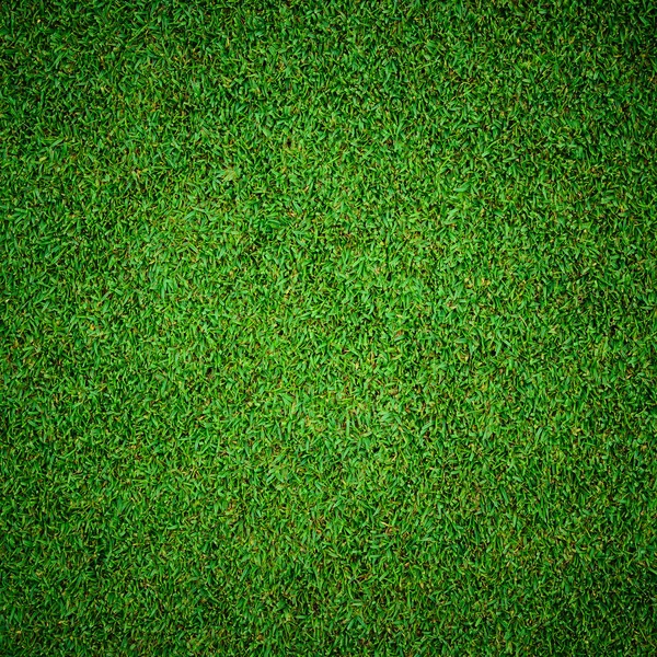 Texture di Bella erba verde modello dal campo da golf — Foto Stock