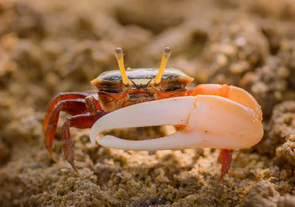 Uca vocans, Fiddler Crab berjalan di hutan bakau di Phuket menjadi — Stok Foto