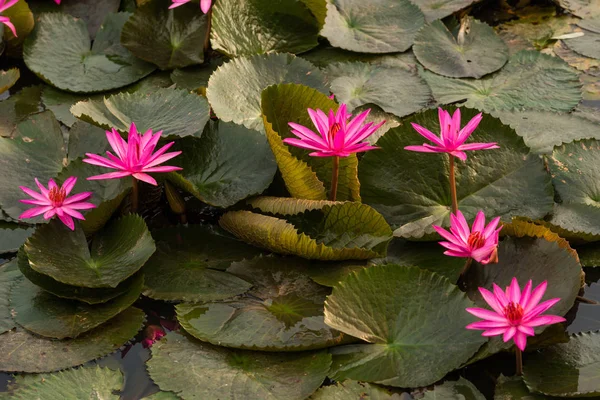 Pink color fresh lotus flower blossom — Stock Photo, Image