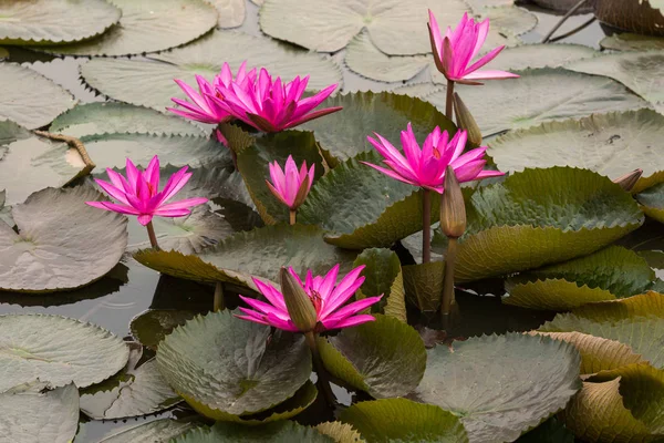 ピンク色の新鮮な蓮の花の花 — ストック写真