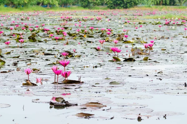 Flor de lótus rosa — Fotografia de Stock