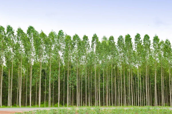 Eukalyptuswald in Thailand — Stockfoto