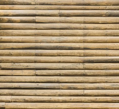 Kuş yuvası bir palmiye ağacı üzerinde oturan güvercin