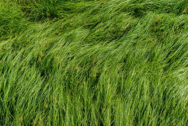 Somun çim, mor nutsedge, Nutsedge, Cocograss