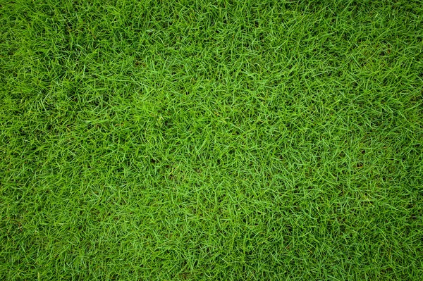 Background of Beautiful green grass pattern from golf course — Stock Photo, Image