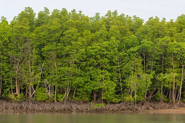 Mangroveskog i phuket — Stockfoto