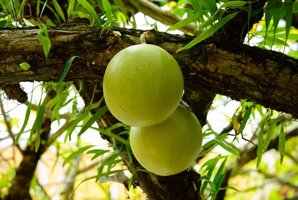 Crescentia cujete fresca su Calabash Tree — Foto Stock