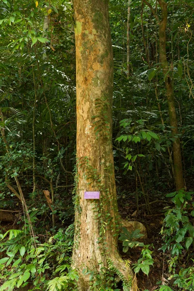 Thymelaeaceae tree raw material for making perfume — Stock Photo, Image