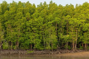 mangrov orman Phuket