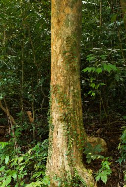 Thymelaeaceae ağaç parfüm yapmak için hammadde