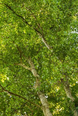 Thymelaeaceae ağaç parfüm yapmak için hammadde