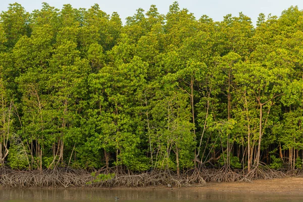 mangrov orman Phuket