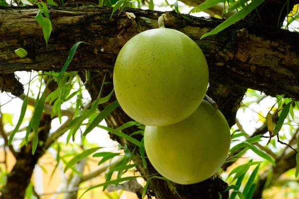 Fresh Crescentia cujete on Calabash Tree — Stock Photo, Image