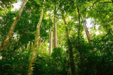 Tropik ağaç orman orman