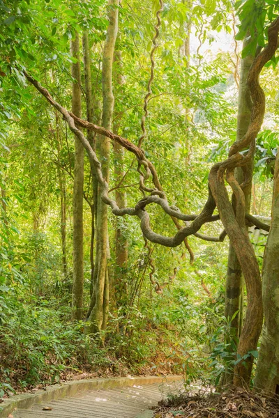 扭曲的热带树的根节点，在森林中，普吉岛，泰国 — 图库照片