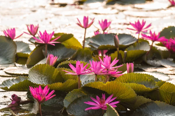 Pink color fresh lotus blossom — Stock Photo, Image