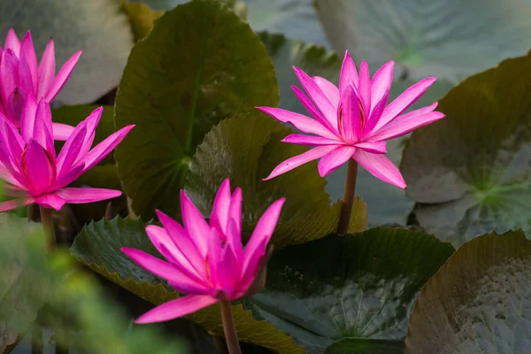 ピンク色の新鮮な蓮の花の花 — ストック写真