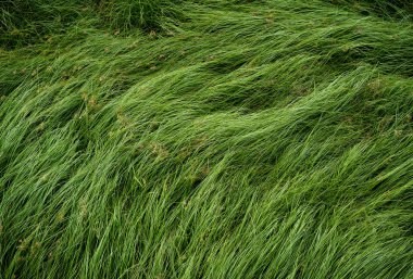 Somun çim, mor nutsedge, Nutsedge, Cocograss