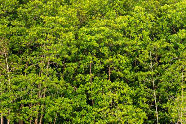 Bosque de manglares en Phuket — Foto de Stock