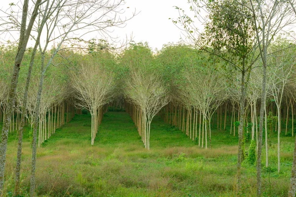 Rubber trees in garden — Stock Photo, Image