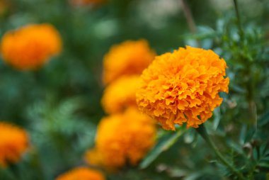 Güzel kadife çiçeği Çiçek bahçesinde