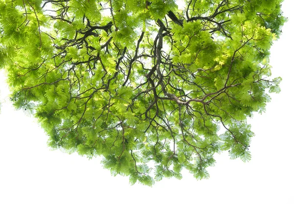 Textura de la hoja verde sobre fondo blanco — Foto de Stock