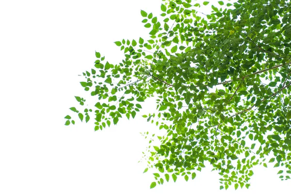 Tekstur af grønt blad på hvid baggrund - Stock-foto