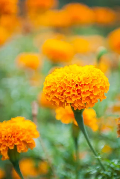 Nagietek piękne kwiaty w ogrodzie — Zdjęcie stockowe
