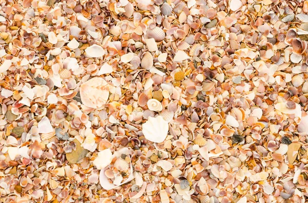 Оболочка фона на песчаном пляже — стоковое фото