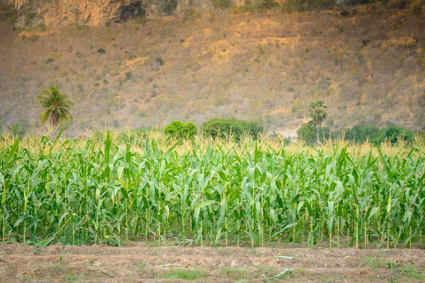 Groene gebied van maïs bij moutain achtergrond — Stockfoto