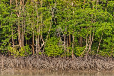 mangrov orman Phuket