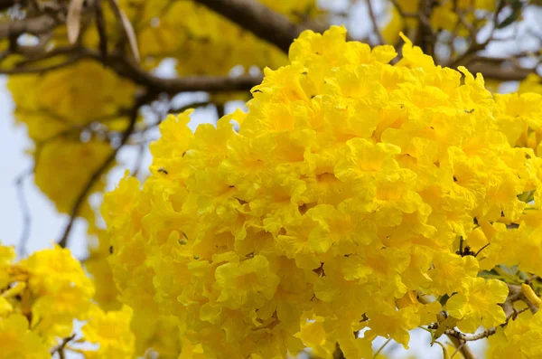 Árbol trompeta de plata — Foto de Stock