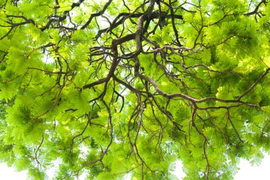 beyaz zemin üzerine yeşil yaprak dokusu