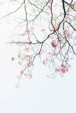 ağaç dalı ve pembe çiçek beyaz arka plan üzerinde doku