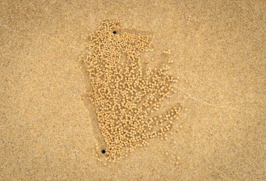 sahilde kum topları yapmadan Yengeç 