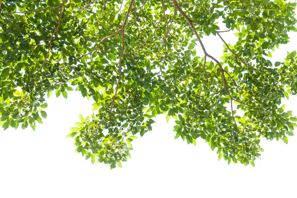 Текстура зеленого листа на белом фоне — стоковое фото