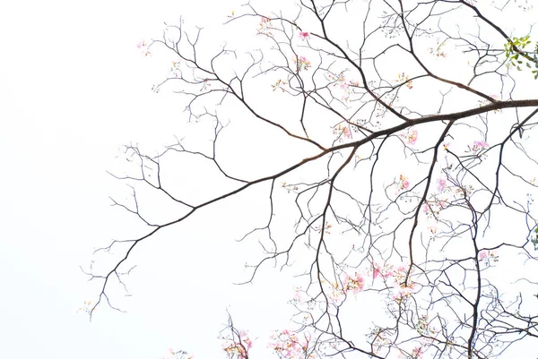 Texture of tree branch and pink flower on white background — Stock Photo, Image