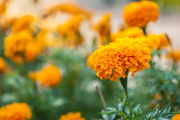Nagietek piękne kwiaty w ogrodzie — Zdjęcie stockowe