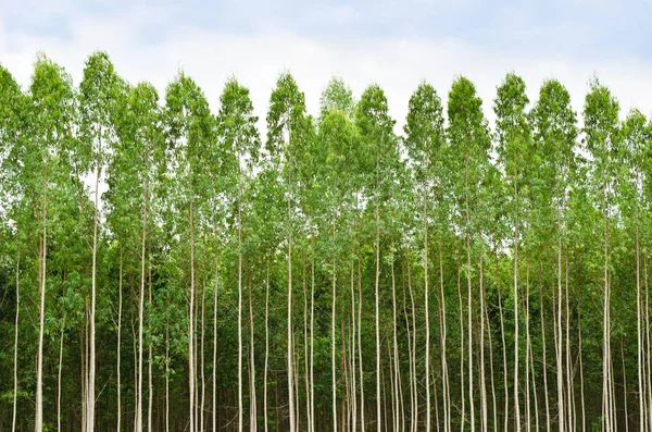 Bosque de eucalipto en Tailandia — Foto de Stock