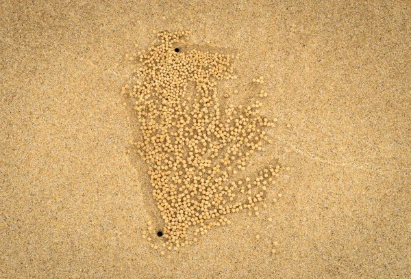 Crab making sand balls on the beach — Stock Photo, Image