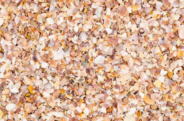 Оболочка фона на песчаном пляже — стоковое фото