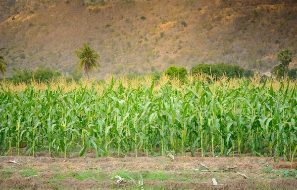 Groene gebied van maïs bij moutain achtergrond — Stockfoto