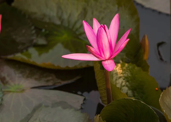 Pink color fresh lotus flower blossom — Stock Photo, Image