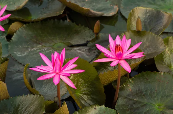 粉红色的颜色新鲜莲藕鲜花盛开 — 图库照片