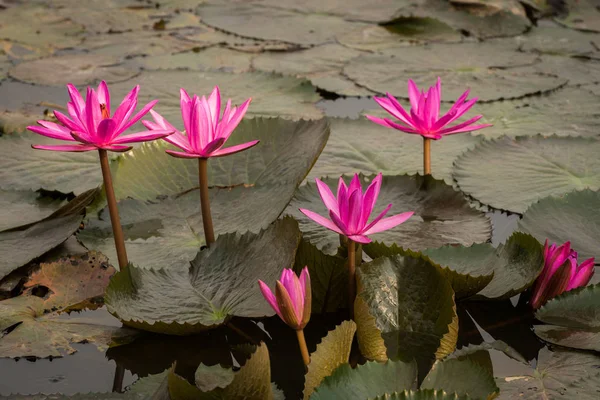 Lyserød farve frisk lotus blomst blomstre - Stock-foto