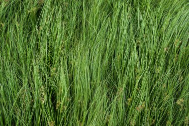 Somun çim, mor nutsedge, Nutsedge, Cocograss