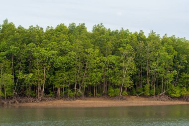 mangrov orman Phuket