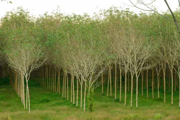 Rubber trees in garden — Stock Photo, Image
