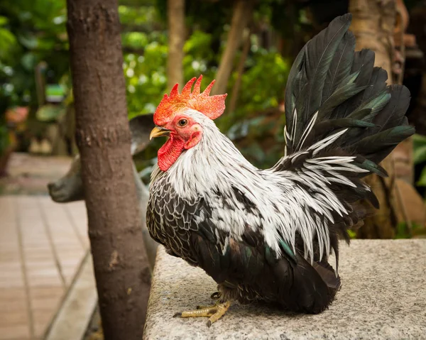 Photos of rooster Chicken — Stock Photo, Image