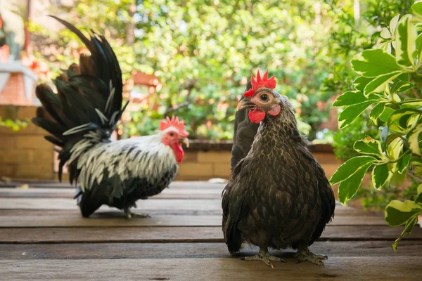Couple of black rooster Chicken — Stock Photo, Image